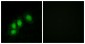 HINT1 Antibody