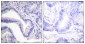 Caspase 7 (Cleaved-Asp198) Antibody