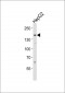 EPB41L2 Antibody