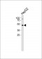 SNX4 Antibody