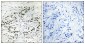ERF Antibody