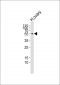 ERF Antibody