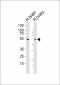 GPR173 Antibody