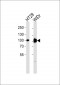 SLC15A1 Antibody
