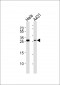 EEF1B2 Antibody