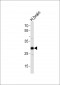 CLDN11 Antibody