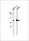 NCR1 Antibody