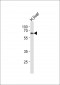 SLC1A1 Antibody