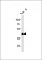 PDCD1 Antibody