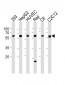 SPHK1 Antibody (Center)