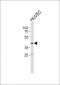 OLR1 Antibody (Center)