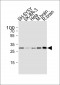 CDK5 Antibody