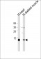 Myoglobin Antibody (C-term)
