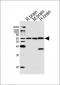 Synaptotagmin Antibody