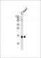 H2AFZ Antibody (C-term)