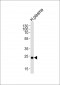 CFD Antibody (N-term)