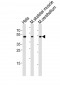 Mouse Hoxc10 Antibody (C-term)