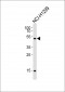 Mouse Stk11 Antibody (C-term)