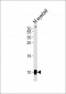 GNGT1 Antibody (C-term)