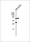 DANRE pou5f1 Antibody (N-term)