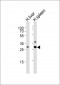 XAF1 Antibody (C-term)