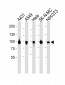 HSP90 Antibody (Center)