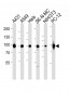 HSP90 Antibody (C-term)