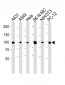 HSP90 Antibody (N-term)
