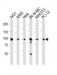 HSP90 Antibody (N-term)