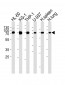 IL8RB Antibody (N-term)