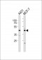 IDH3G Antibody (N-term)