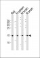 FIS1 Antibody (N-term)