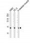 HIST1H2BM Antibody (N-term)