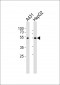 SAMM50 Antibody (Center)