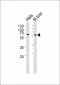 Sqstm1(S351) Antibody