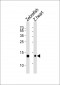 (DANRE) fabp10a Antibody (Center)