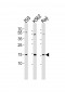 Histone H2A.X (Ser139) Antibody