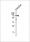 (DANRE) lcp1 Antibody (N-term)