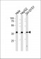 TIMM50 Antibody (N-term)