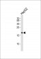 PPIF Antibody (C-term)