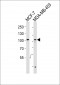 AFAP1-Y451 Antibody