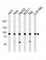 IMMT Antibody (Center)