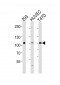 HUMAN-GAB1(Y259) Antibody