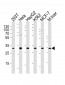 SIP1 Antibody (C-term)