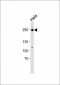 RSF1 Antibody (C-term)