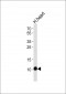 ATP5I Antibody