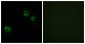 CLDN6 Antibody