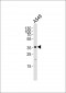 AKR1C2 Antibody