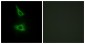 CDH17 Antibody