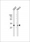 14-3-3 ε Antibody